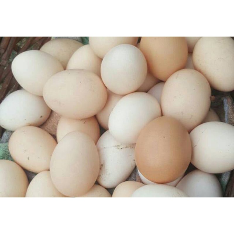 

Telur ayam kampung 10 butir | 20 butir