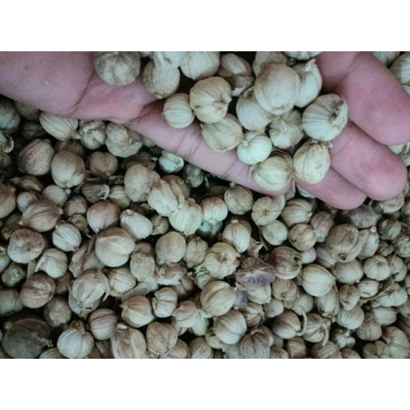 

KAPOLAGA KAPOL PUTIH KERING 250gram-100gram