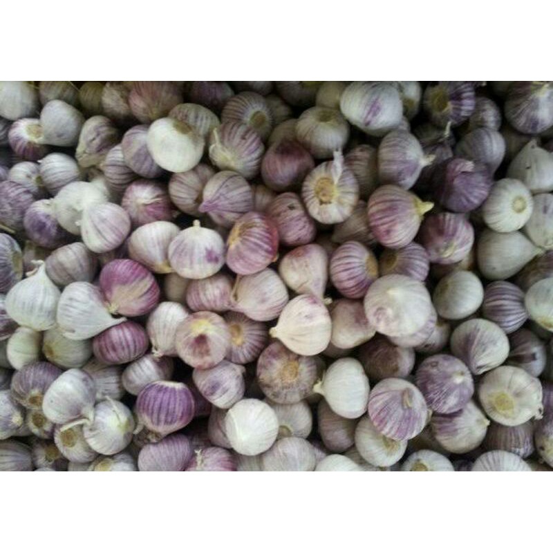 

JUAL BAWANG PUTIH TUNGGAL/LANANG IMPORT 1 KG