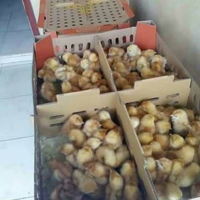 Doc ayam petelur super