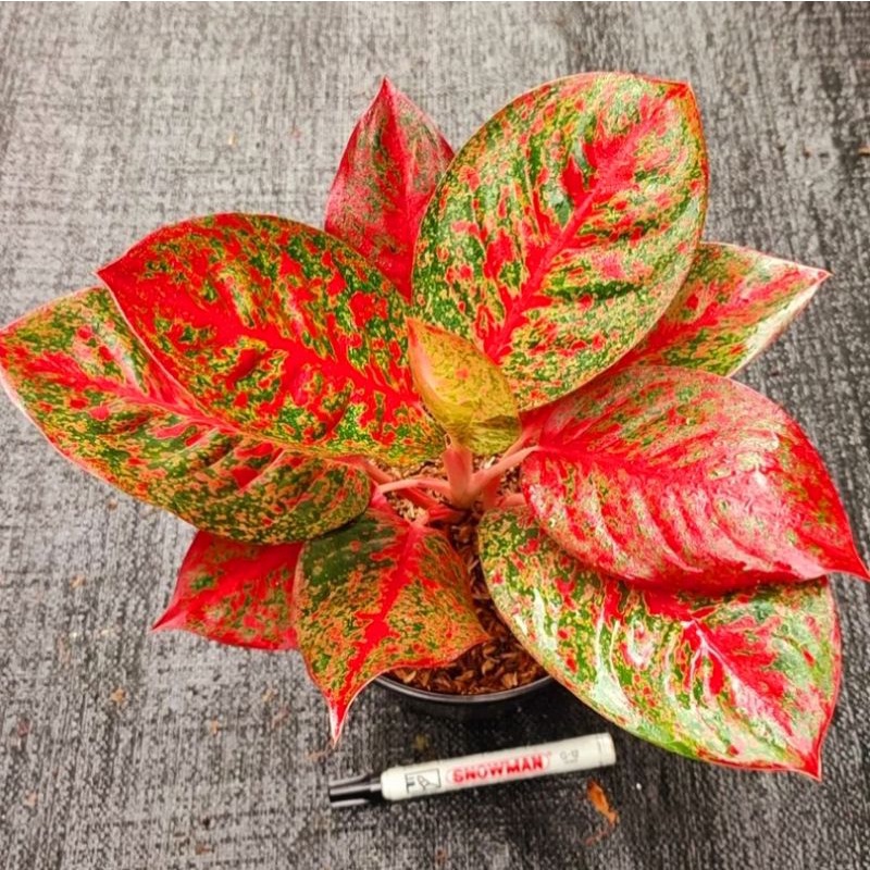 Aglonema super white/ Tanaman Hias Bunga Aglaonema Murah Merah BUKAN bonggol bibit - tanaman hias hidup - bunga hidup - bunga aglonema - aglaonema merah - aglonema merah - aglonema murah - aglaonema murah