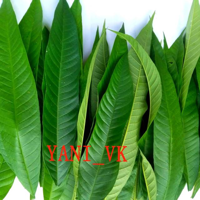 

DAUN SUNGKAI HERBAL FRESH 250 gr