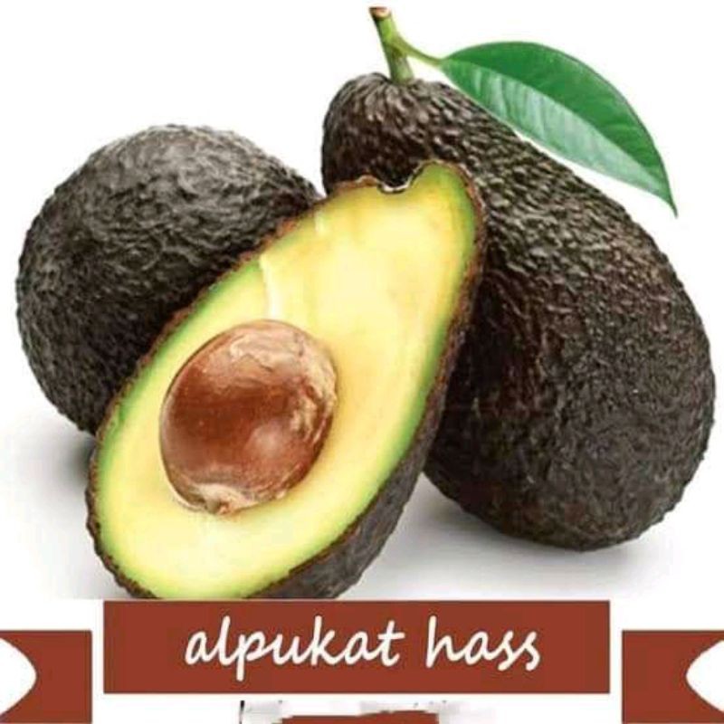 bibit alpukat hass okulasi