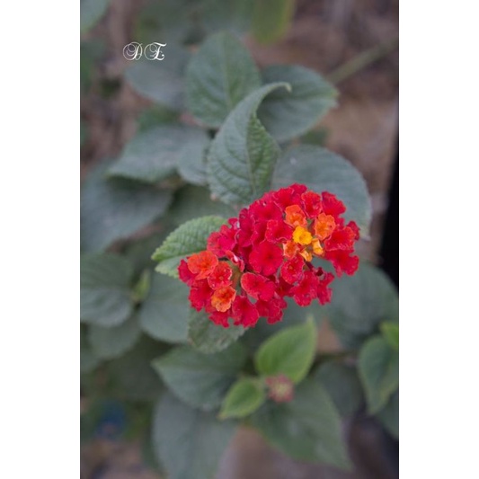 Tanaman lantana bandana red | bunga  merah