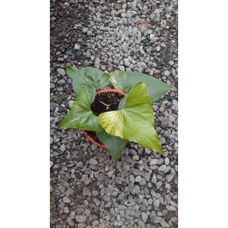anthurium pterodactyl varigata