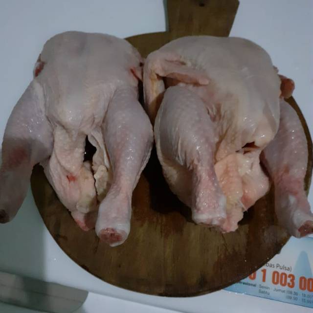 

Ayam broiler