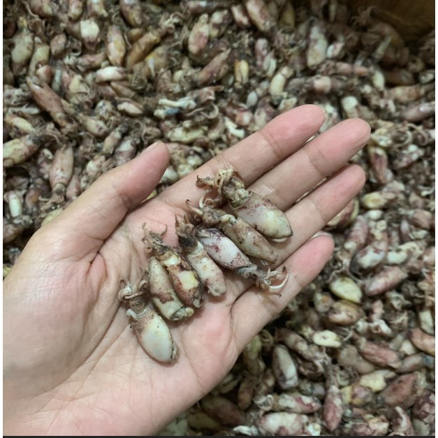 

GROSIR BABY CUMI Uk 2 - 2.5 Cm KERING