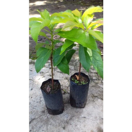 bibit alpukat Subang/kelut kualitas terbaik