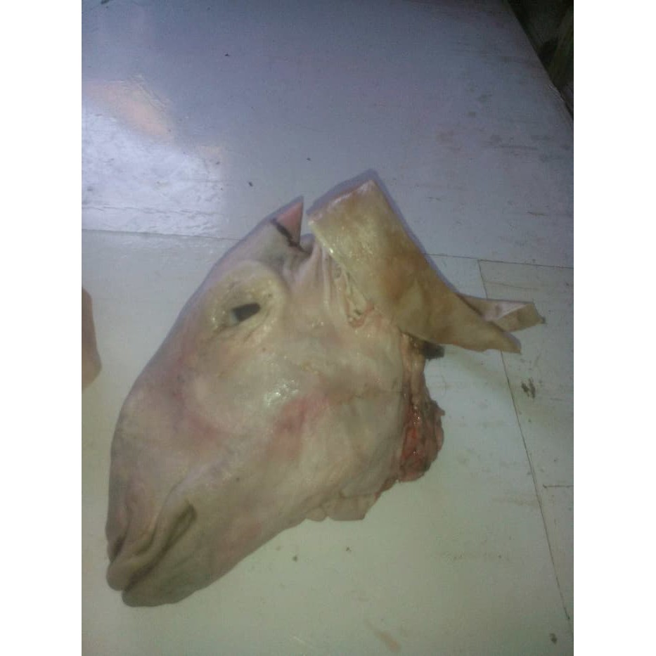 

Kepala Kambing Besar