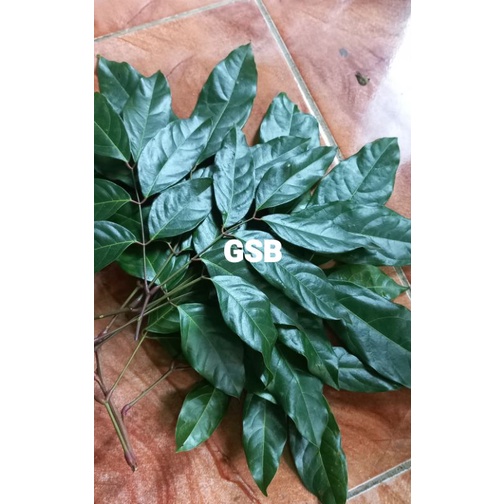 

Daun jengkol segar petik langsung 1 kg