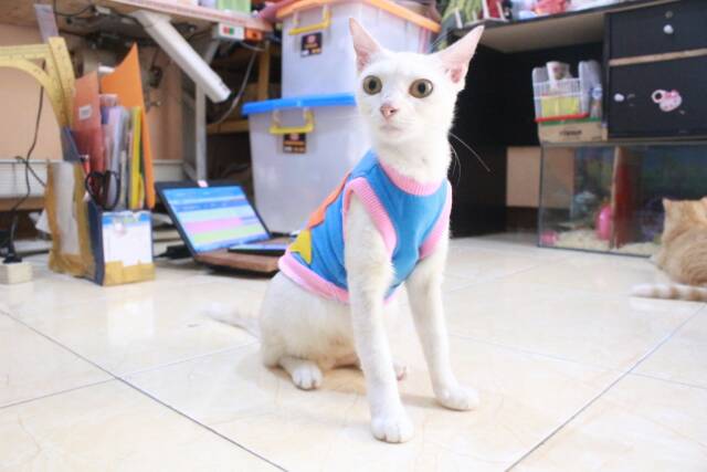 Kaos biru muda motif ikan lucu untuk kucing dan anjing / baju kucing murah size S M L XL