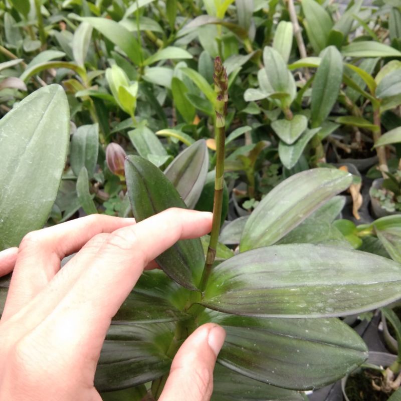 Anggrek dendro mangosteen spike edisi promo special