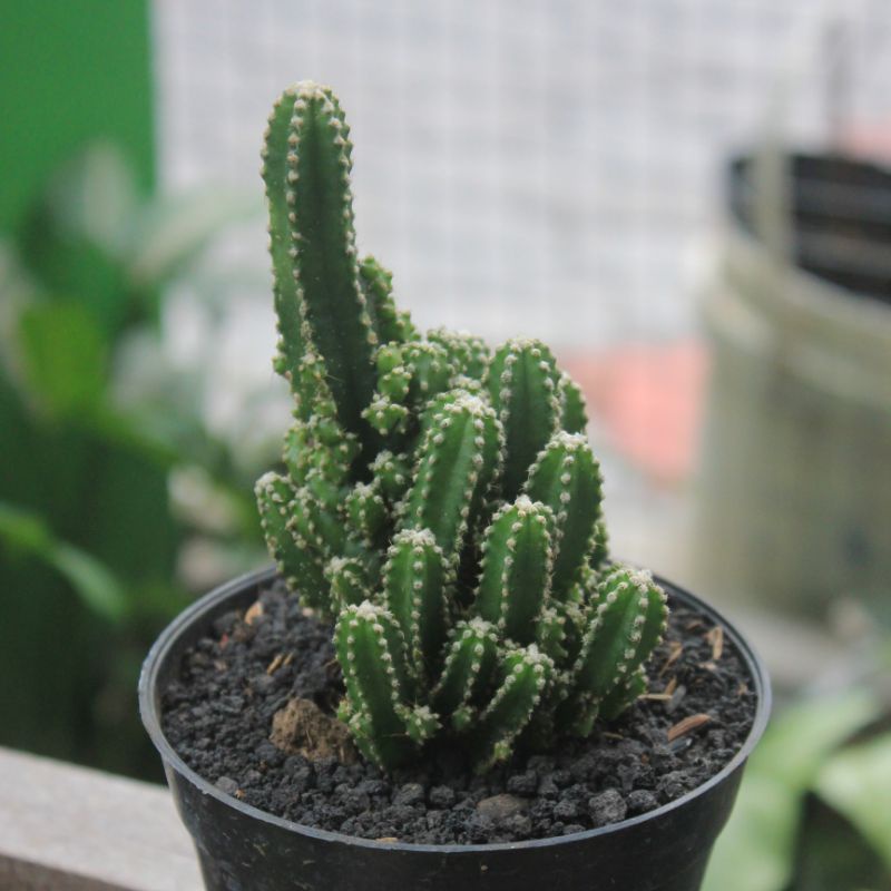 Kaktus candi/Fairy castle/Acanthocereus tetragonus/Kaktus ownroot murah