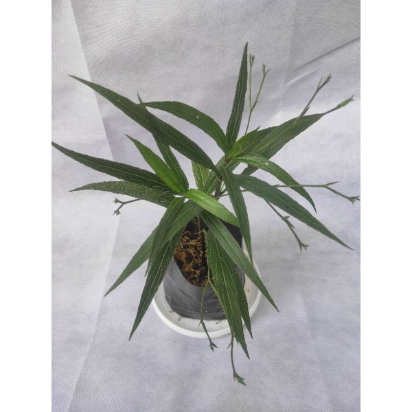 Ruellia