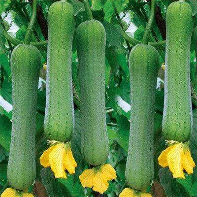 Kedai Benih Bibit Luffa Cylindrica Blustru Cina ~ 1 Biji