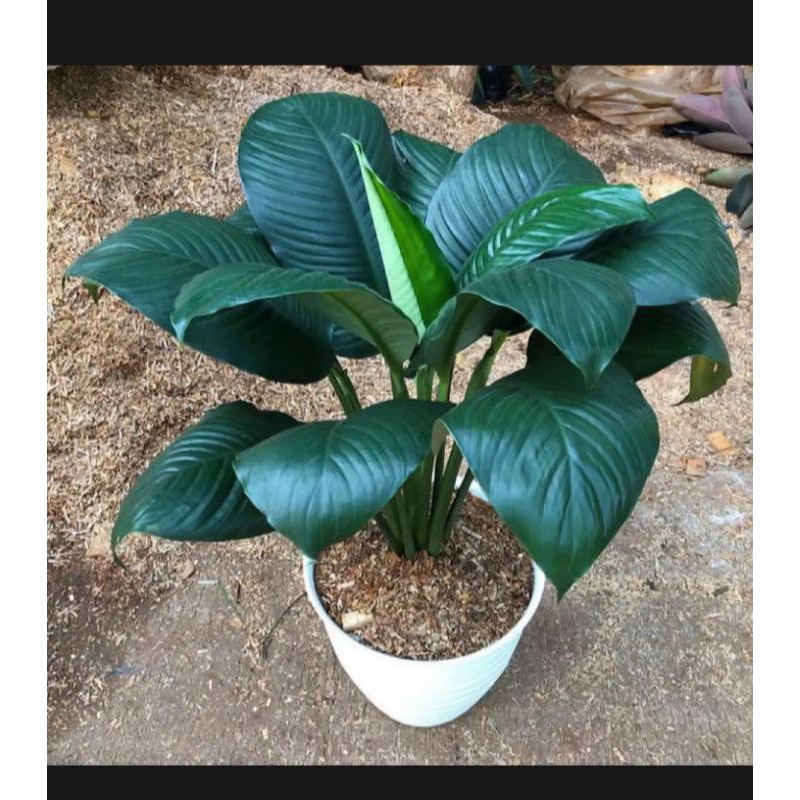 Tanaman hias Sepatufillum Muana loa - Peace Muana loa