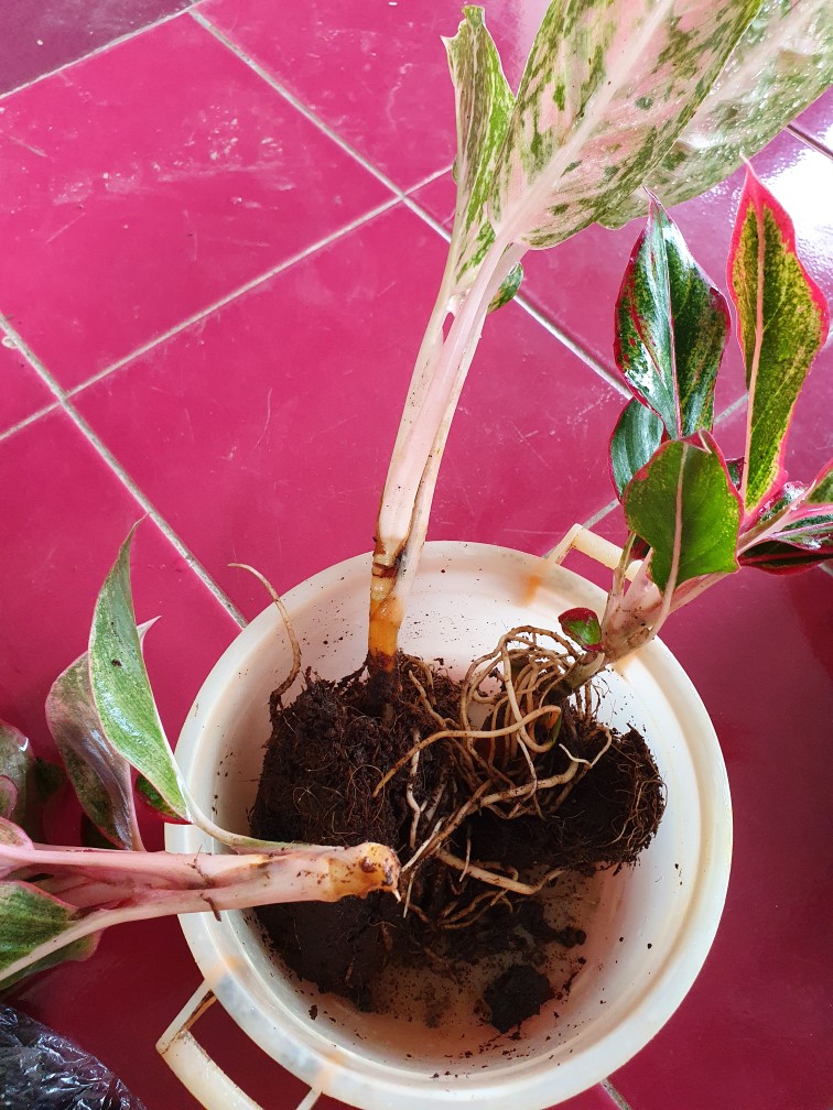 Tanaman Hias Aglonema Big Roy / Lulaiwan