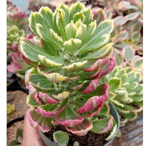 kaktus sekulen monadenium tanaman hias free pot