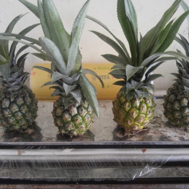 

Nanas batu madu