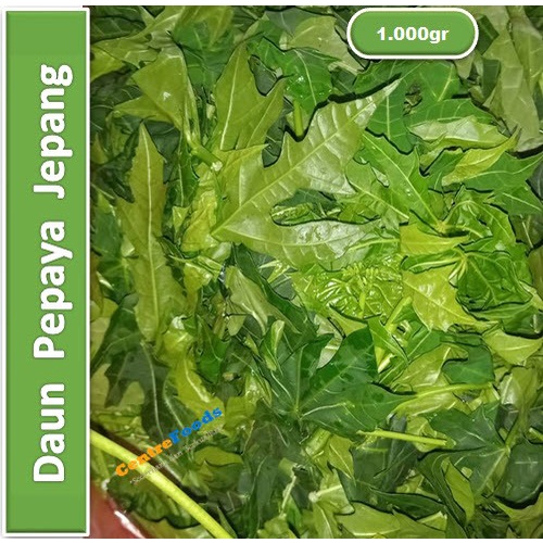 

Sayur Daun Pepaya Jepang - Petik Tanpa Tangkai Fresh | 1.000gr [ Harga Per KG ]
