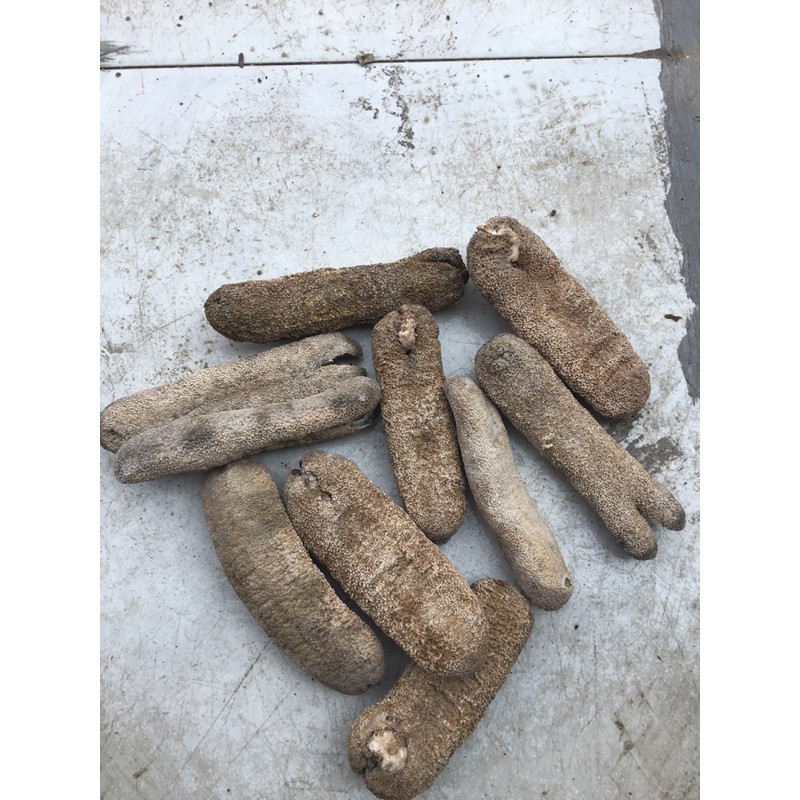 

Teripang/Haisom polos/karido 500gram