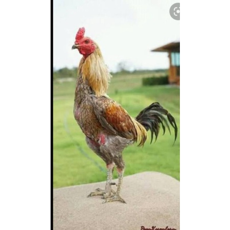 FGFG56846 Telur fertil ayam aduan yokeree x ninja kualitas super / mangon iq /pama iq / mangon vip /