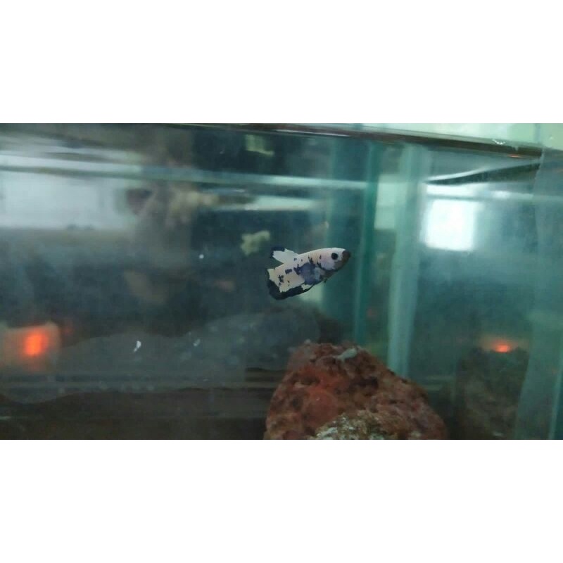 cupang blue rim clean body. no bahan