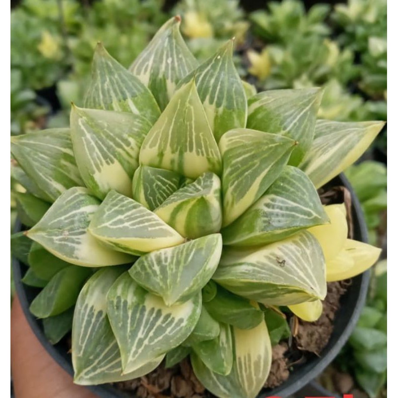 haworthia Retusa variegata