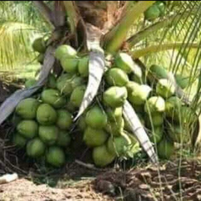 Extrim Bibit Kelapa Nias Genjah