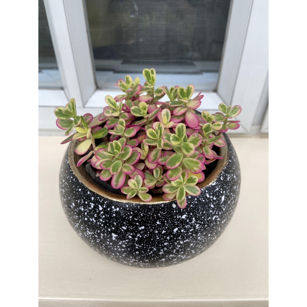 BUNGA GANTUNG KROKOT