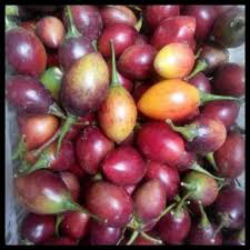 

Buah terong belanda/terong belanda segar/terong jus _ 500grm