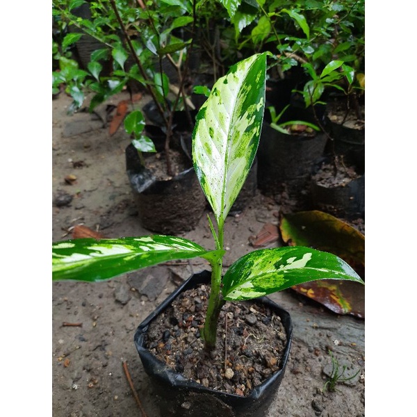 Tanaman hias bunga aglonema Dieffenbachia seguine aurora sri rejeki blorok