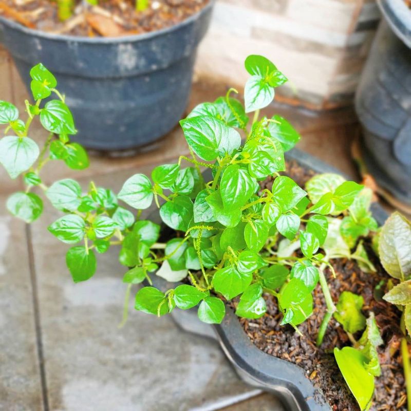 Sirih China sirih cina obat herbal obat struk strook