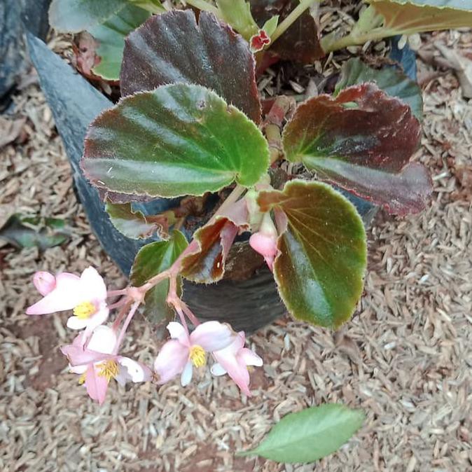 tanaman hias begonia bunga pink / bibit begonia pink