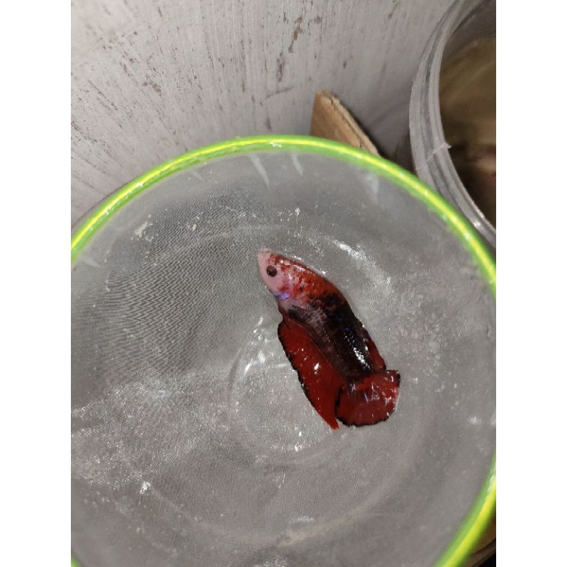 Cupang Hellboy (real pick)