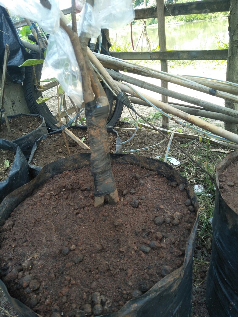 Jambu Air 2 Kombinasi