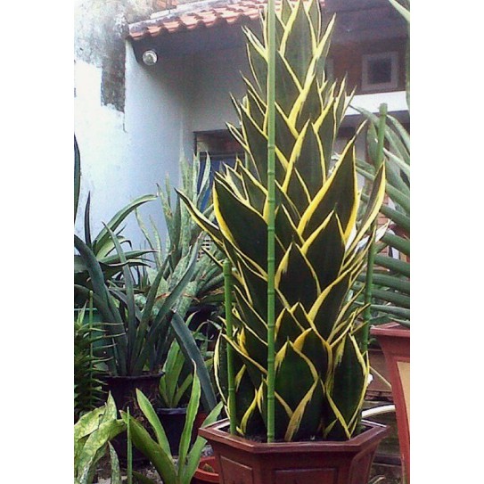 BIBIT TANAMAN HIAS SANSIVIERA HAHNI PAGODA - TRIFASCIATA