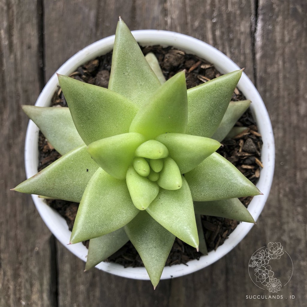 Sukulen RARE - Echeveria Agavoides 'Silver'  | Sukulen + Pot Putih + Media Tanam Succulands.id