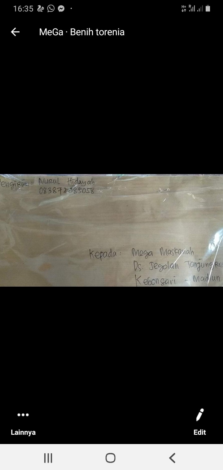 Portulaca Single Mix - Isi 150 Biji