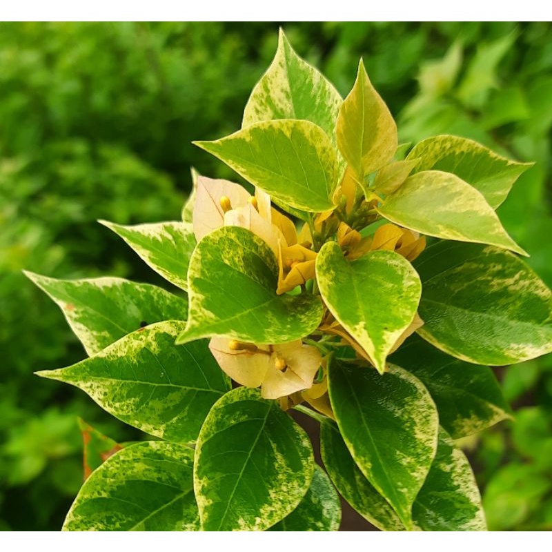 Bugenvil singapur jewel 21 kuning / Tanaman hias