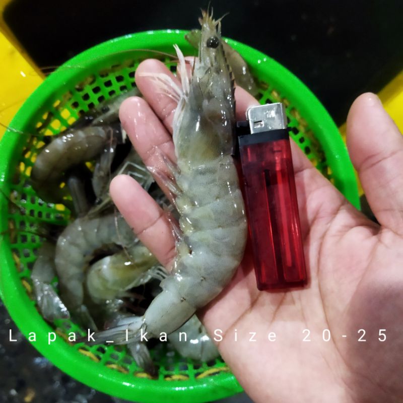 

Udang Vaname Segar Udang Segar Seafood SEGAR Harian Dan BERGARANSI