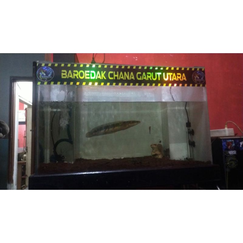 background akuarium HITAM | background Akuarium PUTIH polos