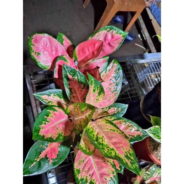 paket aglonema 2 id murah meriah