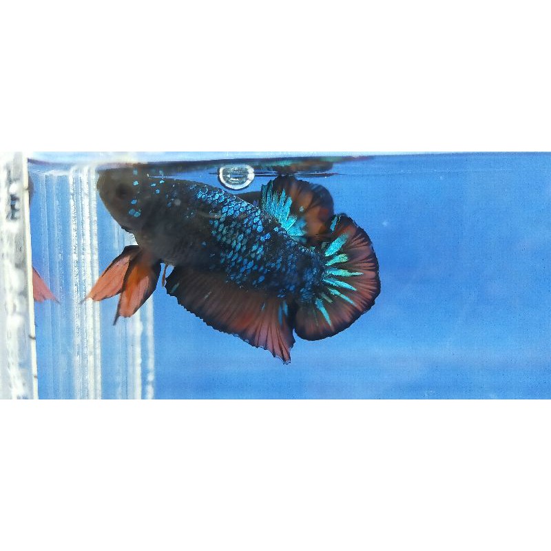 IKAN CUPANG AVATAR GORDON(masih proses mutasi)