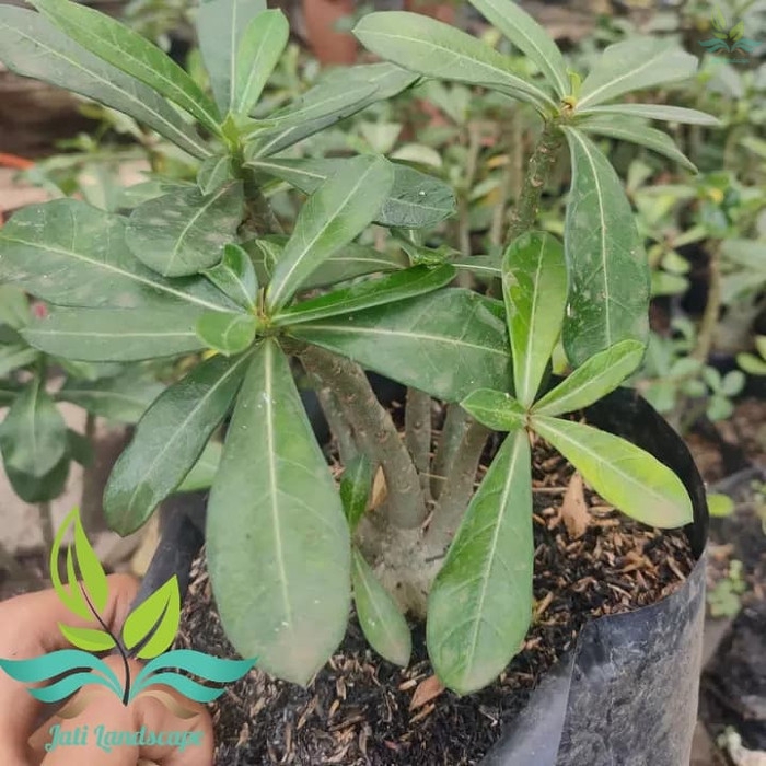 Bibit Bonsai Adenium Bonggol Besar Kamboja Jepang