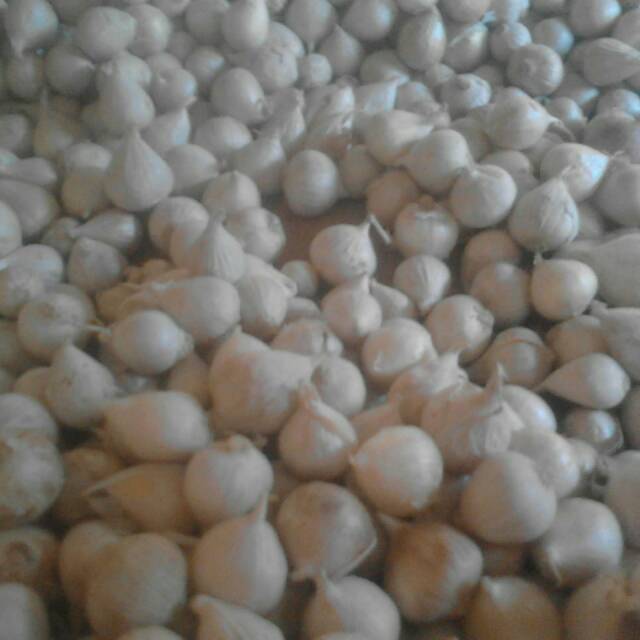 

Grosir bawang putih tunggal kualitas import putih