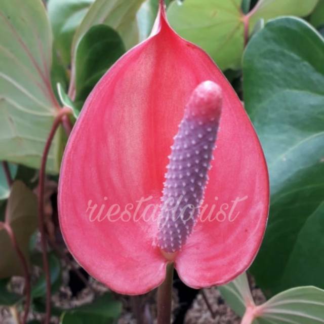 Bibit tanaman hias bunga anthurium besar