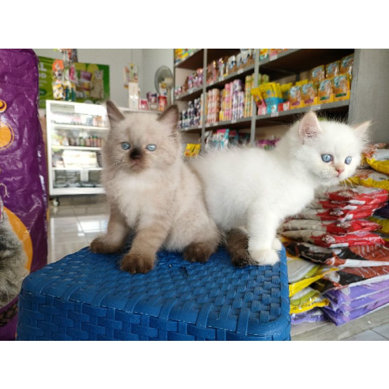 Kitten Himalaya Seal Point