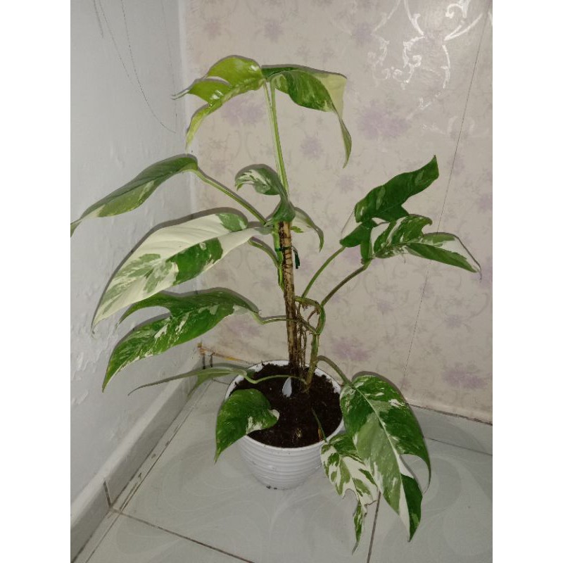 Epiprenum Pinatum variegata mewah