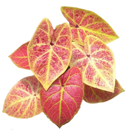 TANAMAN HIAS CALADIUM NEW WAVE KELADI NEW WAVE